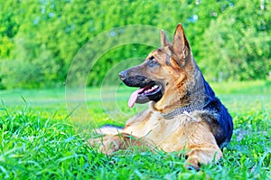 German shepherd resting on a summer green meadow