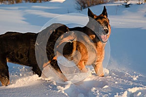 German shepherd and rottweiler dogs playing in the snow in winter