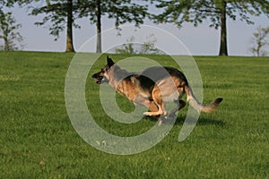 German shepherd running