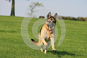 German Shepherd running with ball