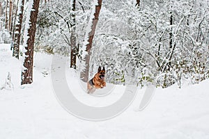 German shepherd running in a forest