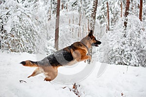 German shepherd running in a forest