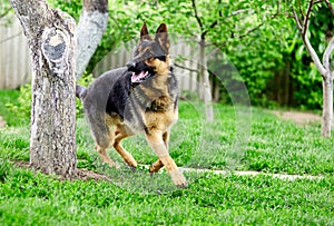 German shepherd running on the grass in the park. Portrait of a purebred dog.