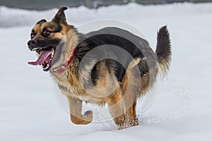 German Shepherd running in the snow