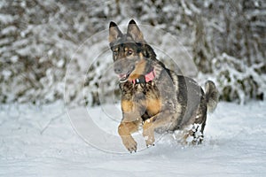 German Shepherd running in Snow
