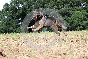 German shepherd is running on a stubble field