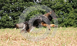 German shepherd is running on a stubble field