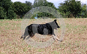 German shepherd is running on a stubble field