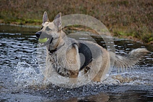 German Shepherd running through water