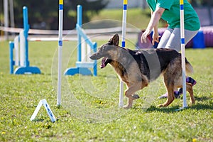 Dog running through weave poles in agility trial