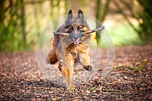 German Shepherd running in woodland