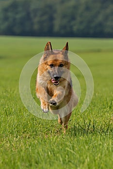 German shepherd runs