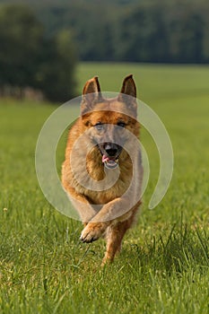 German shepherd runs meadow