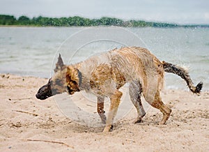 German Shepherd shaking off water