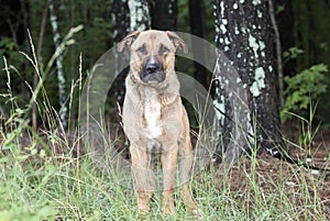 German Shepherd Shar Pei mixed breed dog outdoors on leash