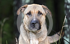 German Shepherd Shar Pei mixed breed dog wagging tail