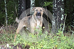 German Shepherd Shar Pei mixed breed dog wagging tail