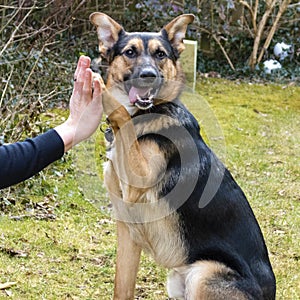 German shepherd shows the command `High Five` with his owner