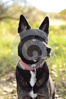 German Shepherd Siberian Husky mix breed dog outdoor portrait