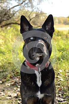 German Shepherd Siberian Husky mix breed dog outdoor portrait