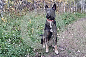 German Shepherd Siberian Husky mix breed dog outdoor portrait