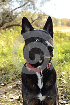 German Shepherd Siberian Husky mix breed dog outdoor portrait