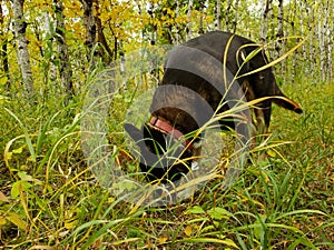 German Shepherd Siberian Husky mixed-breed dog sniffing on a trail in autumn at Assiniboine Forest in Winnipeg, Manitoba, Canada