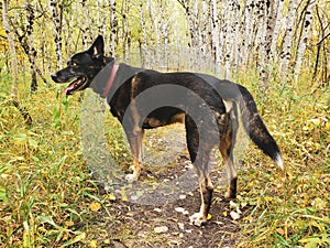 German Shepherd Siberian Husky mixed-breed dog standing on a trail in autumn at Assiniboine Forest in Winnipeg, Manitoba, Canada