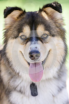 German Shepherd and Siberian Husky mixed dog head shot.