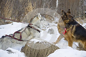 German shepherd and Siberian Husky walking in the winter forest.