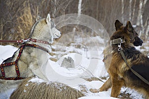 German shepherd and Siberian Husky walking in the winter forest.