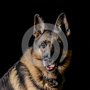 German shepherd is sitting on a black plan.