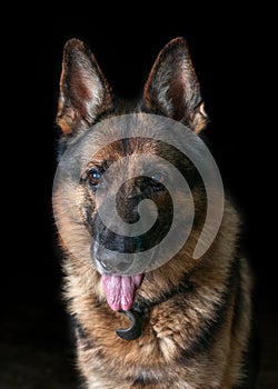 German shepherd is sitting on a black plan.