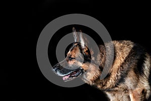 German shepherd is sitting on a black plan.