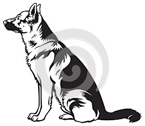 German shepherd sitting dog 2