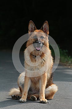 German shepherd sitting front