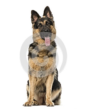 German shepherd sitting and panting, isolated on white