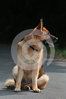 German shepherd sitting right