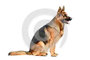 German Shepherd Sitting on the White Background. Service or Working Male Dog Isolated on White Background.