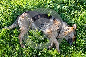 German shepherd sleeping in grass