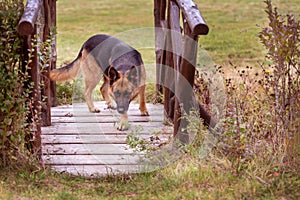 German shepherd on img