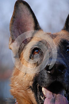 German Shepherd snout close up