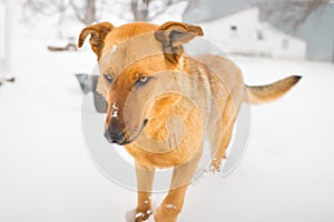 German Shepherd in the Snow