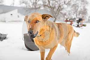 German Shepherd in the Snow