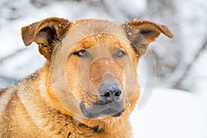 German Shepherd in the Snow