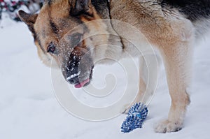 German shepherd in the snow.