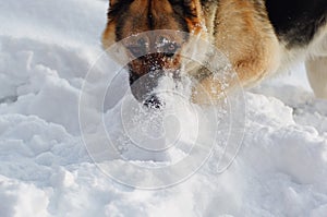German shepherd in the snow.