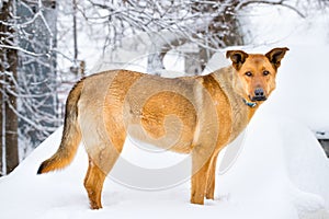 German Shepherd in the Snow