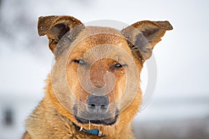 German Shepherd in a Spring Snowstorm