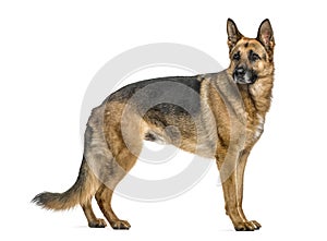 German Shepherd standing, isolated